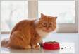 Cat Dieting How to Help Your Cat Lose Weight PetM